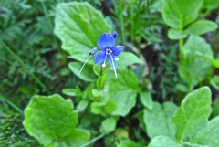 Veronica cusickii