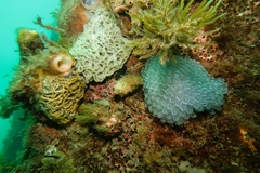 Clavelina moluccensis