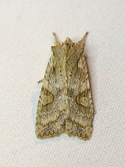 Lithophane bethunei