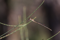 Austrolestes analis
