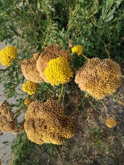 Achillea filipendulina
