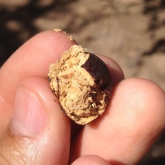 Sarcomphalus pedunculatus