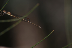 Austrolestes analis
