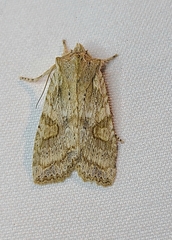 Lithophane bethunei
