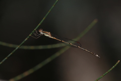 Austrolestes analis