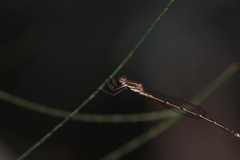 Austrolestes analis