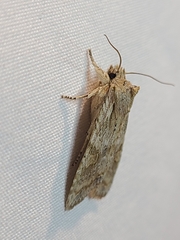 Lithophane bethunei