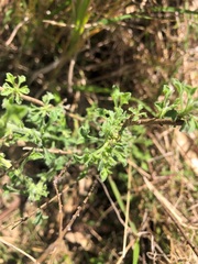 Vittadinia