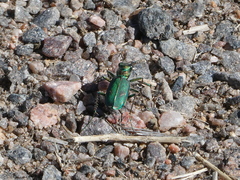 Cicindela purpurea