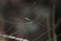 Austrolestes analis