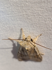 Lithophane bethunei