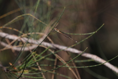 Austrolestes analis