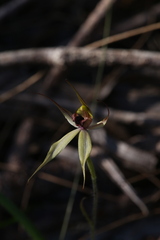 Caladenia macrostylis