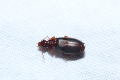 Plochionus timidus