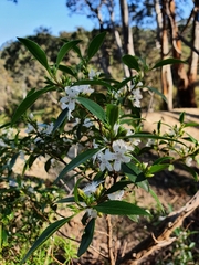 Myoporum petiolatum