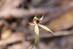 Caladenia macrostylis