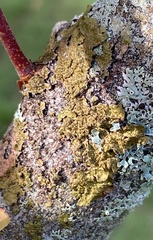 Melanelixia subaurifera