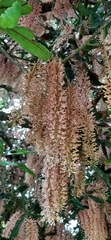 Macadamia integrifolia