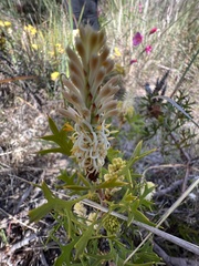 Petrophile macrostachya