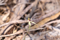 Caladenia macrostylis