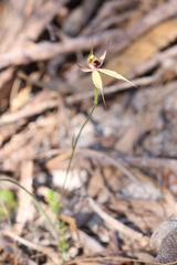 Caladenia macrostylis