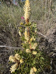 Petrophile macrostachya