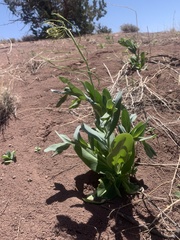 Conringia orientalis