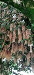 Macadamia integrifolia