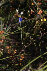 Thelymitra crinita