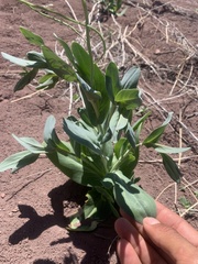 Conringia orientalis