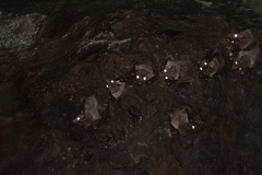 Rousettus leschenaultii