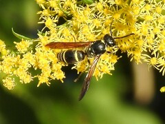 Ancistrocerus