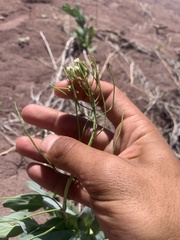 Conringia orientalis