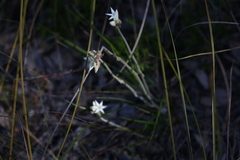 Conostylis setosa