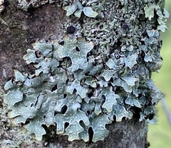 Parmelia sulcata