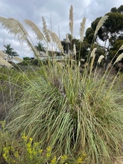 Cortaderia selloana