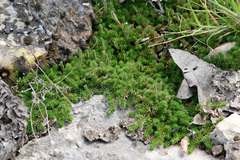 Selaginella wrightii