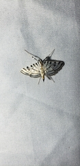 Conchylodes ovulalis