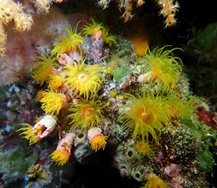 Cladopsammia gracilis