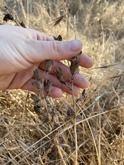 Camassia leichtlinii