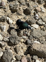 Cysteodemus wislizeni