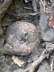 Scutellinia