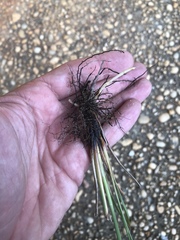 Fimbristylis caroliniana