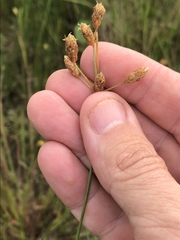 Fimbristylis caroliniana