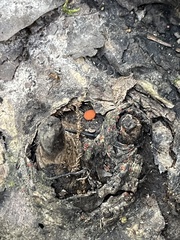 Scutellinia