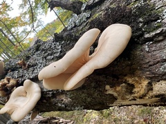 Pleurotus populinus