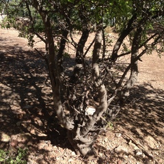 Sarcomphalus pedunculatus