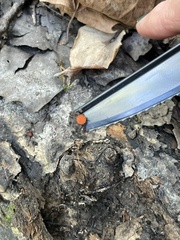 Scutellinia