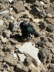 Cysteodemus wislizeni