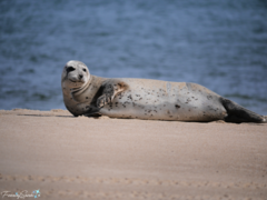 Phoca vitulina vitulina